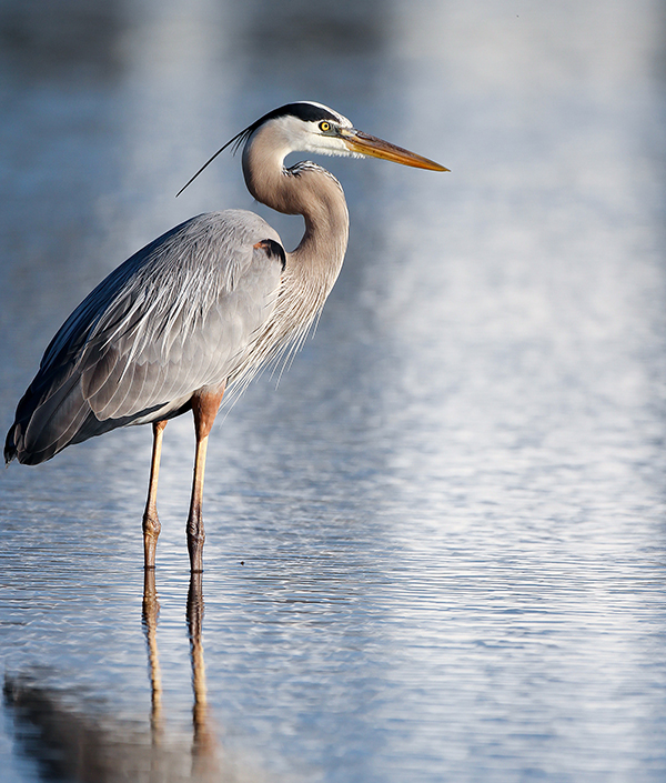 heron | Lemon Family Dental